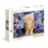 500 Gatito entre Flores GINGER CAT
