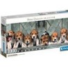 1000 Panorama Beagles